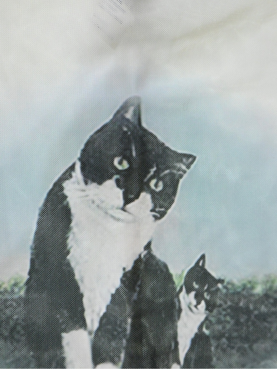 羊