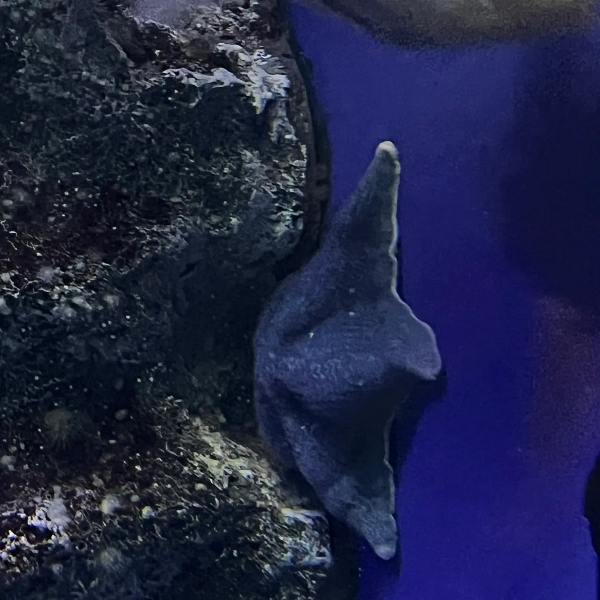 モモカ