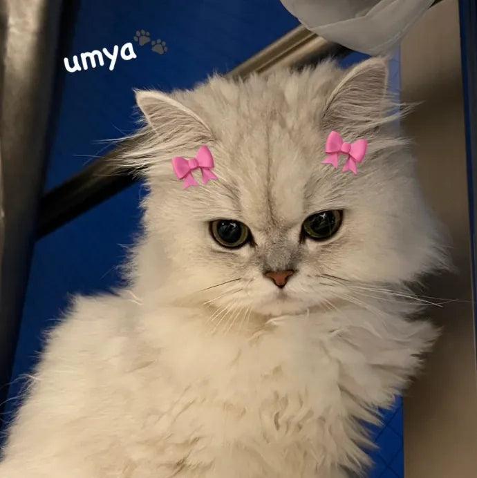 yume