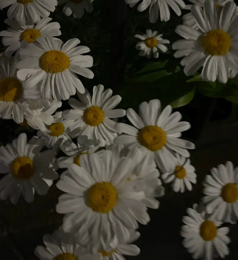 ( ◠‿◠ )