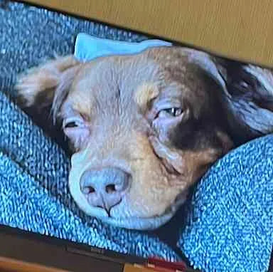 やぎ