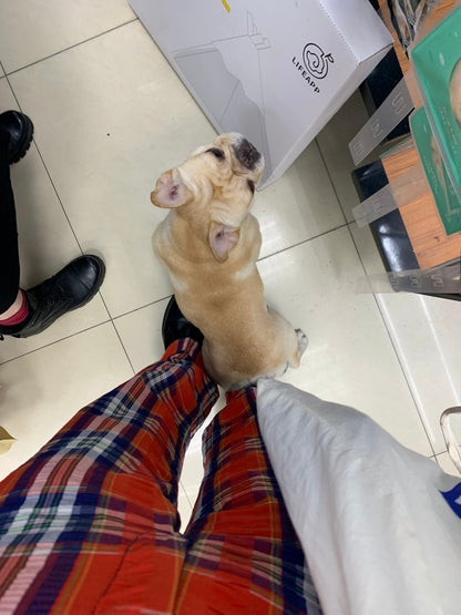 BEBE